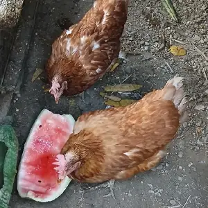 Мурги Ломан Браун, Худжанд