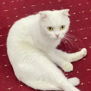 Шотландская кошка, Худжанд