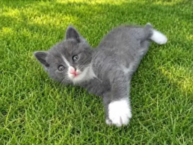 Шотландский кот, Душанбе