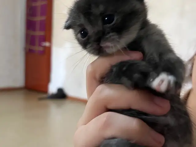 Шотландский вислоухий котенок, Душанбе - 6
