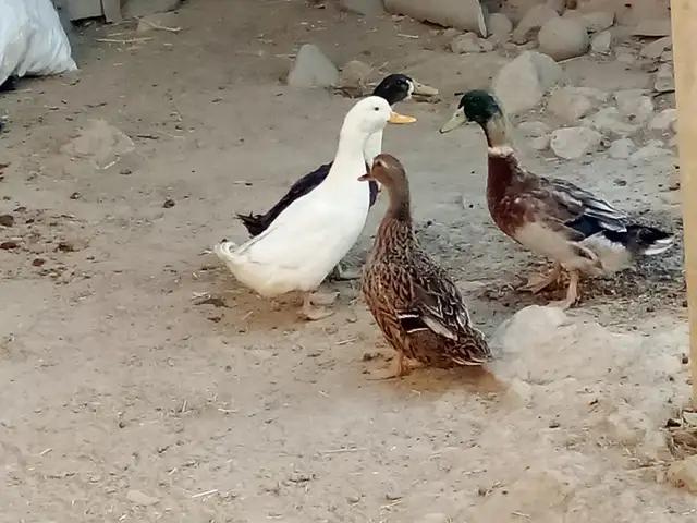 Мургобихо, Рӯдакӣ