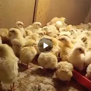Чучаи бройлер, Душанбе