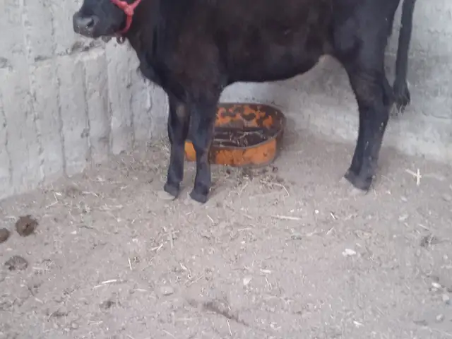 Гов Оча Бача, Хуҷанд
