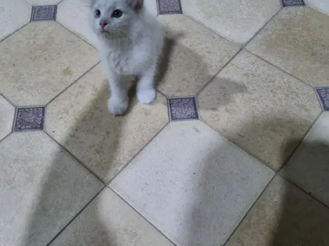 Кошка, Худжанд
