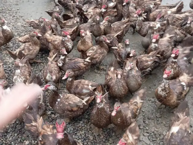 Чучахо, Абдураҳмони Ҷомӣ