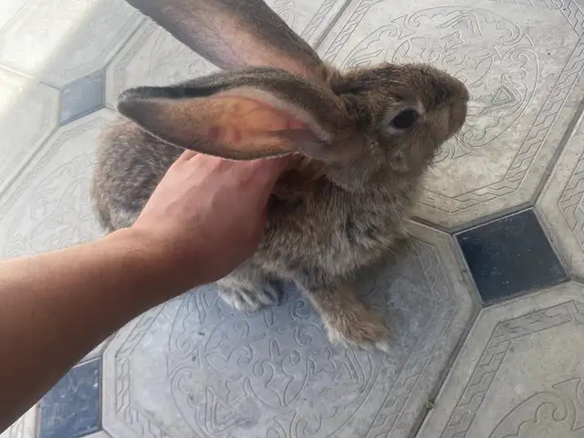 Куяни Фландра, Худжанд
