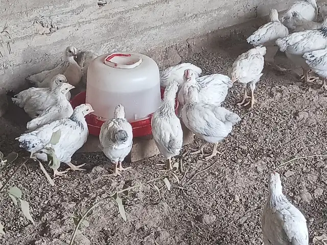 Чуҷаҳои рябушка, Ҳисор