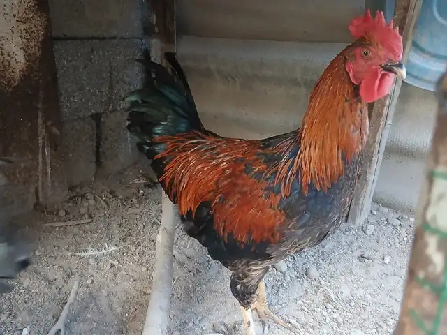 Хуруз, Исфара