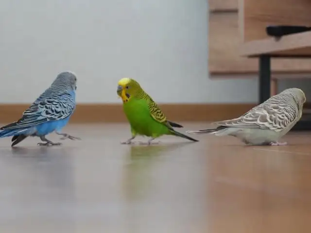 Попугай, Душанбе