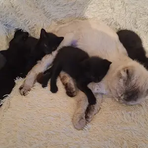 Котята, Душанбе
