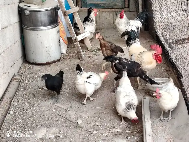 Рябушка, Варзоб