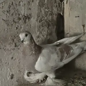 Кафтар, Душанбе