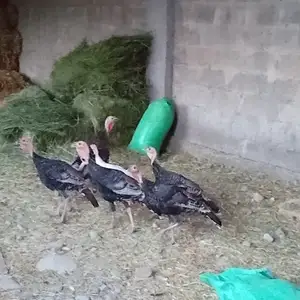 Индюки, Гиссар