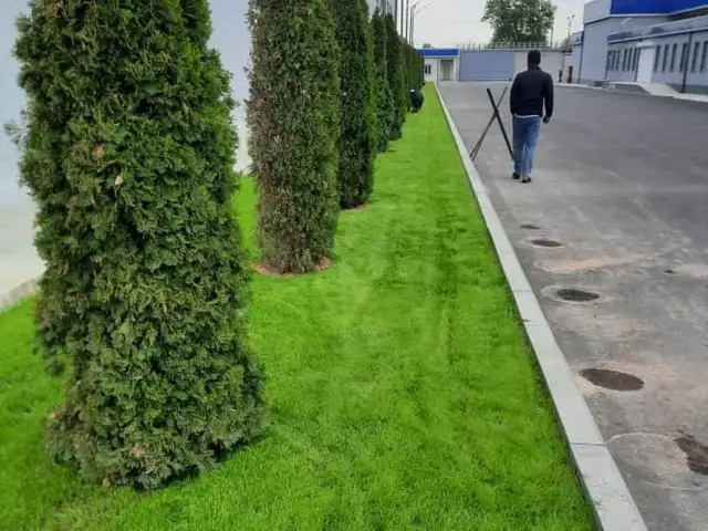 Туя смарагд, Душанбе