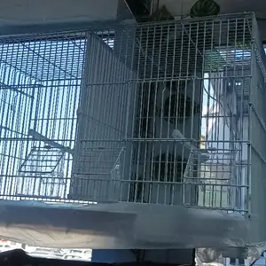 Клетка для птиц, Худжанд