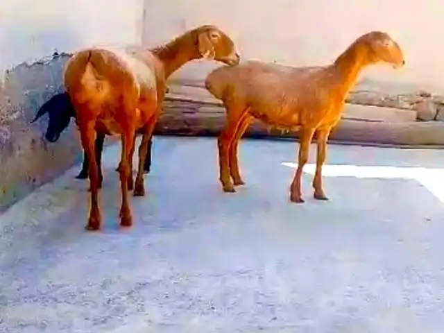 Гусфанд, Хуҷанд