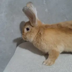 Харгуш, Хуҷанд