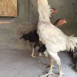 Дакангхо, Канибадам