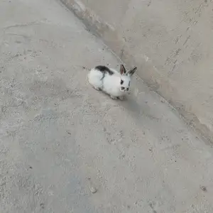 Харгушча, Душанбе
