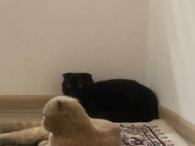 Пишак шотландский, Душанбе