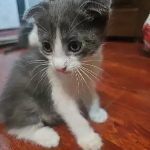 Котенок вислоухий, Худжанд