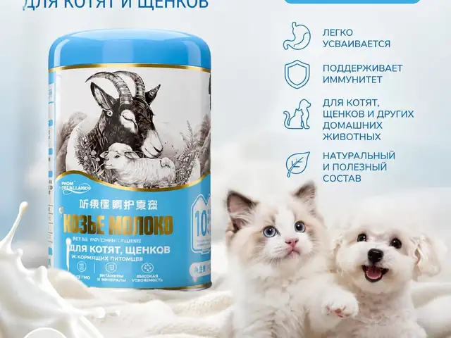 Молоко для котят, Худжанд