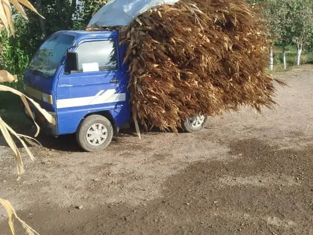 Хошоки чуворимакка, Бобоҷон Ғафуров