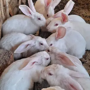 Хиколь тоза, Худжанд