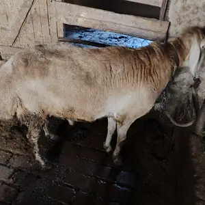 Кушкори Афгони, Душанбе