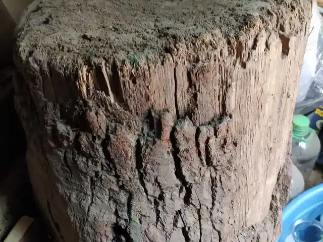 Бревно, Душанбе