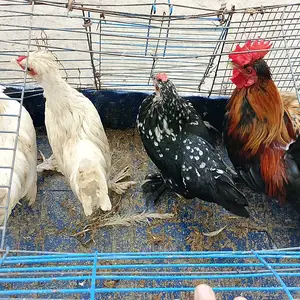 Мурги японча, Канибадам