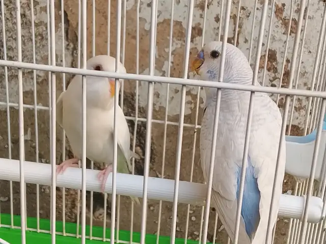 Попугай, Турсунзаде