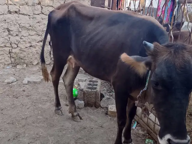 Гуночин, Душанбе