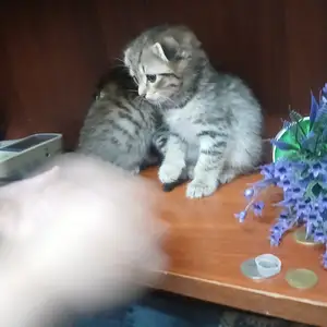 Вислоухие кошки, Худжанд