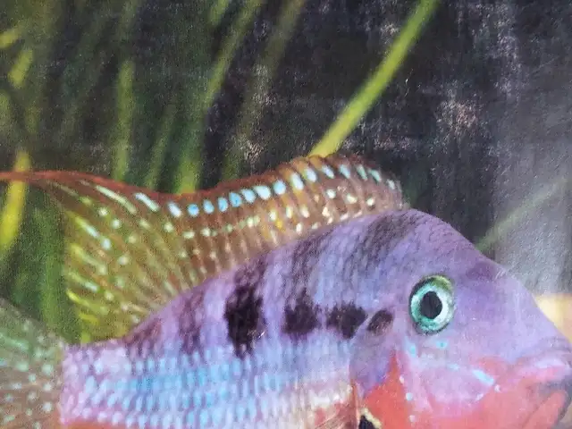 Книга Das Süsswasser-Aquarium Пресноводный аквариум, Гансом Фреем, Душанбе