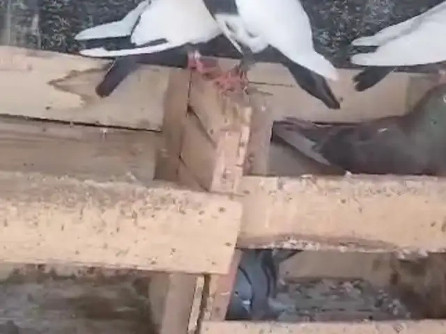 Кафтар, Шаҳритӯз
