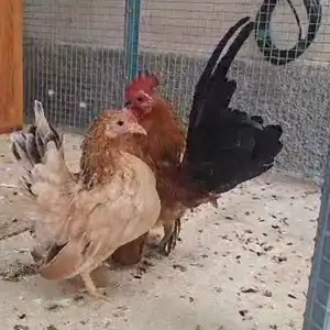 Куры японские, Хуҷанд
