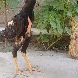 Дакан, Душанбе