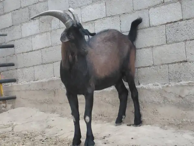 Такаи альпийски зоти, Душанбе