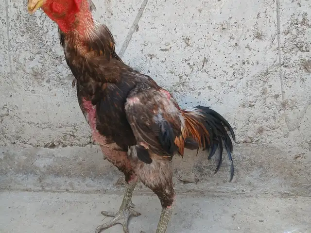 Хуруз дакан, Худжанд