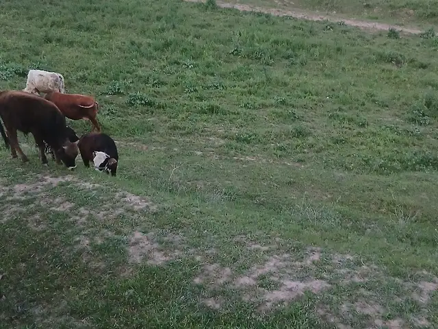 Гов, Душанбе