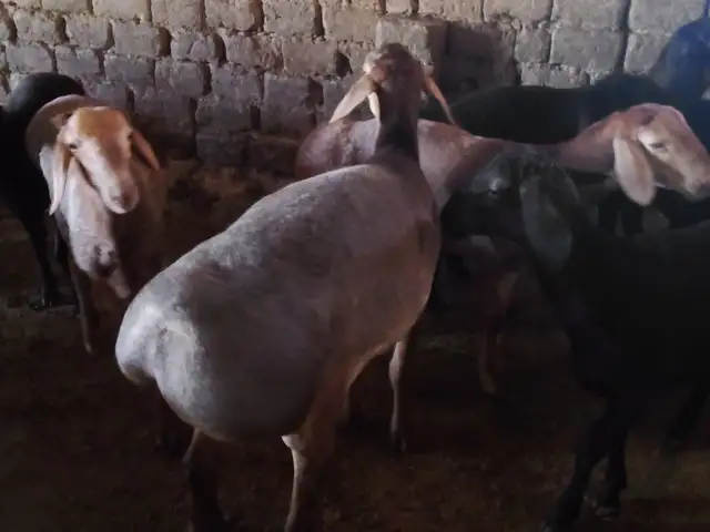 Гусфанд, Истаравшан