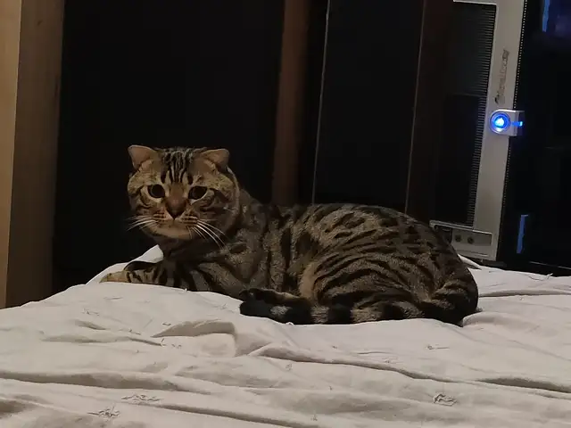 Породистый кот в хорошие руки, Душанбе