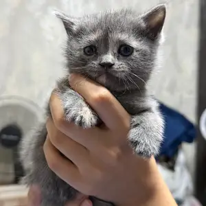 Британский котёнок, Душанбе