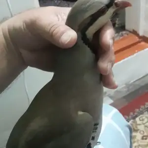 Кабк, Душанбе