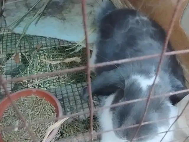 Кролик французский баран, Хуҷанд