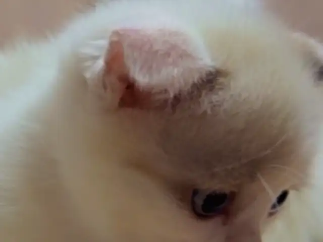 Шотландские вислоухие котята, Душанбе