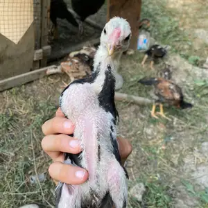 Дакан чуча, Турсунзаде