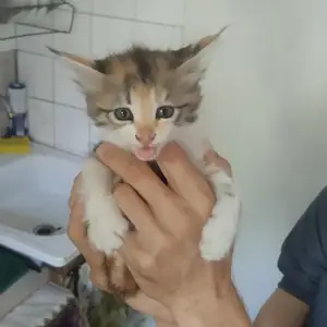 Котёнок в добрые руки, Хуҷанд
