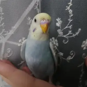 Попугай, Душанбе